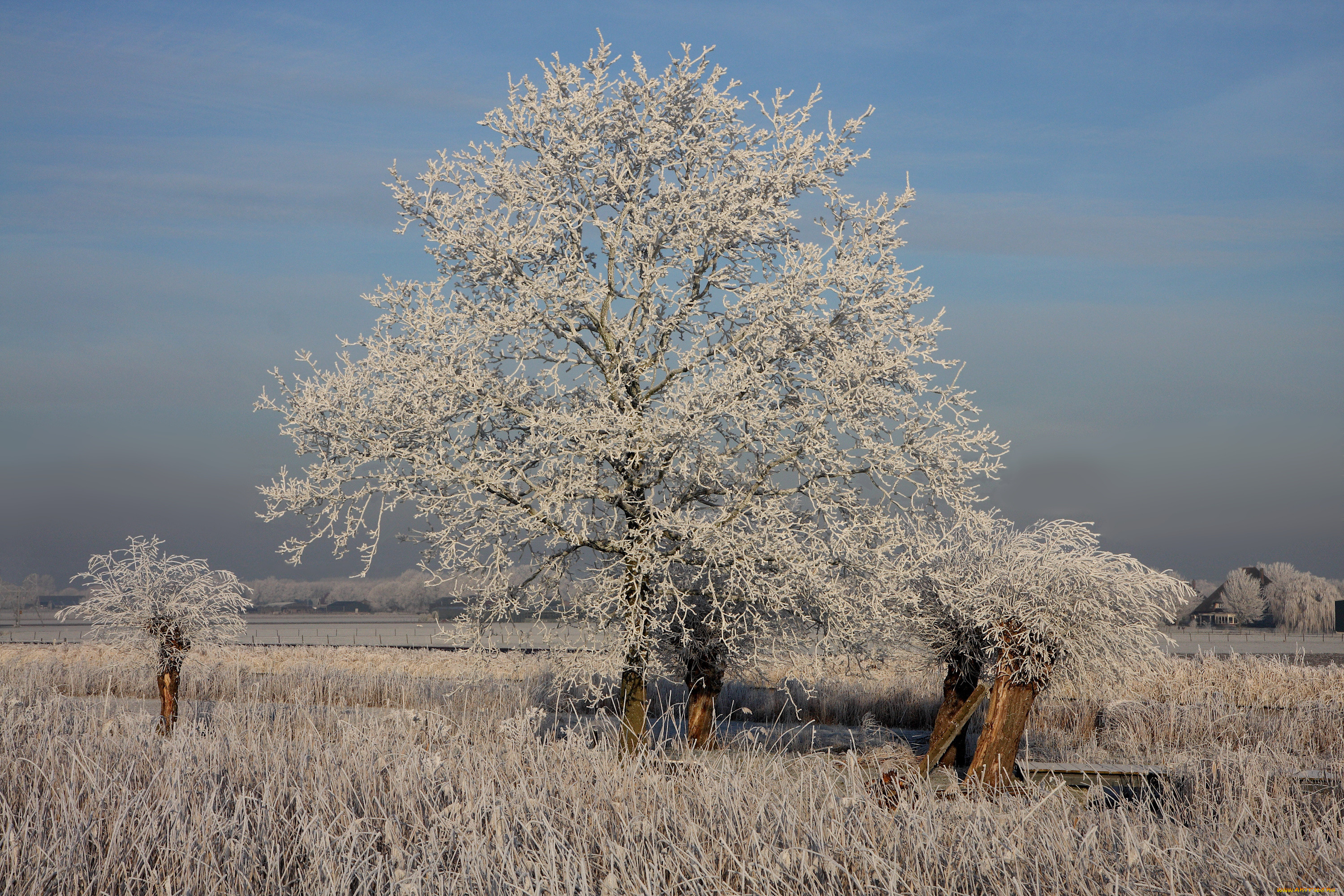 , , trees, ice, grass, winter